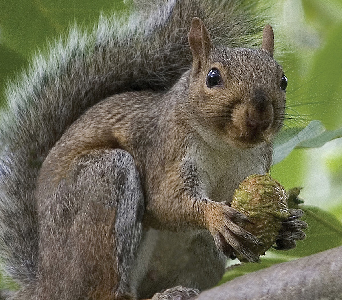 Squirrels Pestwatch Squirrels Pestwatch